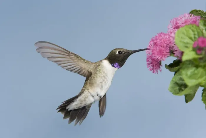 Framed Print : Black-chinned Hummingbird - male - in flight feeding at flower - British Columbia - Canada BI018949 Framed Print : Black-chinned Hummingbird - male - in flight feeding at flower - British Columbia - Canada BI018949