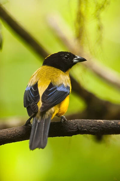 Black-chinned Mountain-tanager (Anisognathus)