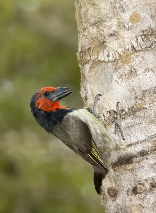 Framed Print : Black-collared Barbet attending nest in nesting box made from sisal stem. Sings synchronised duets. Frugivorous, also taking insects. Inhabits woodland, riparian and coastal dune forests Framed Print : Black-collared Barbet attending nest in nesting box made from sisal stem. Sings synchronised duets. Frugivorous, also taking insects. Inhabits woodland, riparian and coastal dune forests