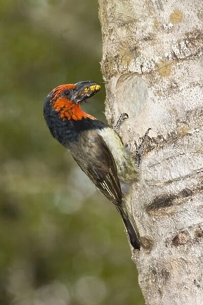 Black-collared Barbet bringing insect to young in nest in nesting box made from sisal stem. Sings synchronised duets. Frugivorous, also taking insects. Inhabits woodland, riparian and coastal dune forests