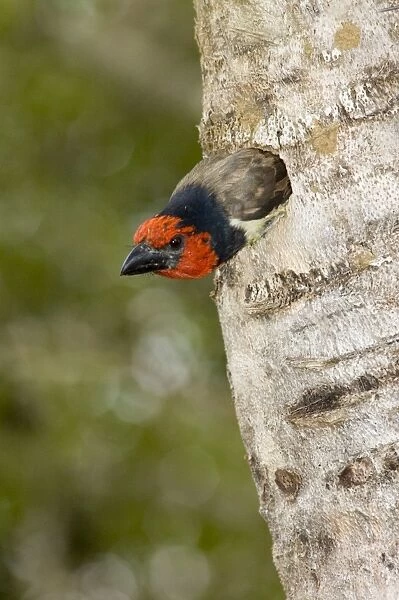 Black-collared Barbet emerging from nest in nesting box made from sisal stem. Sings synchronised duets. Frugivorous, also taking insects. Inhabits woodland, riparian and coastal dune forests