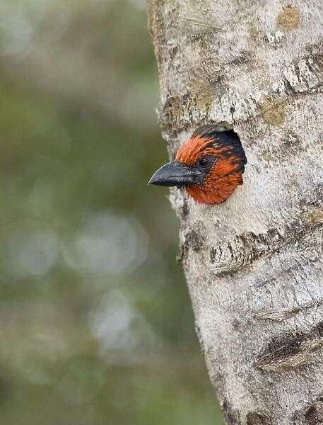 Black-collared Barbet at entrance to nest in nesting box made from sisal stem. Sings synchronised duets. Frugivorous, also taking insects. Inhabits woodland, riparian and coastal dune forests
