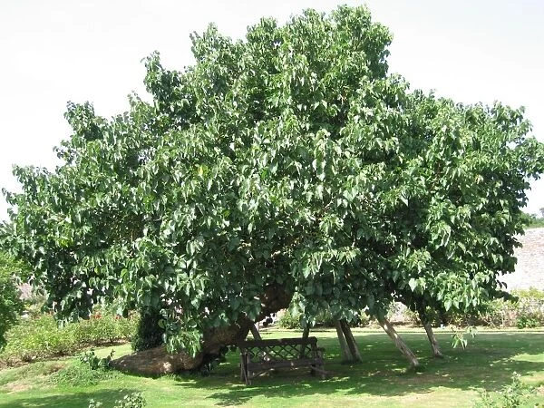 Black  /  Common Mulberry Tree. Herstmonceux Castle, UK