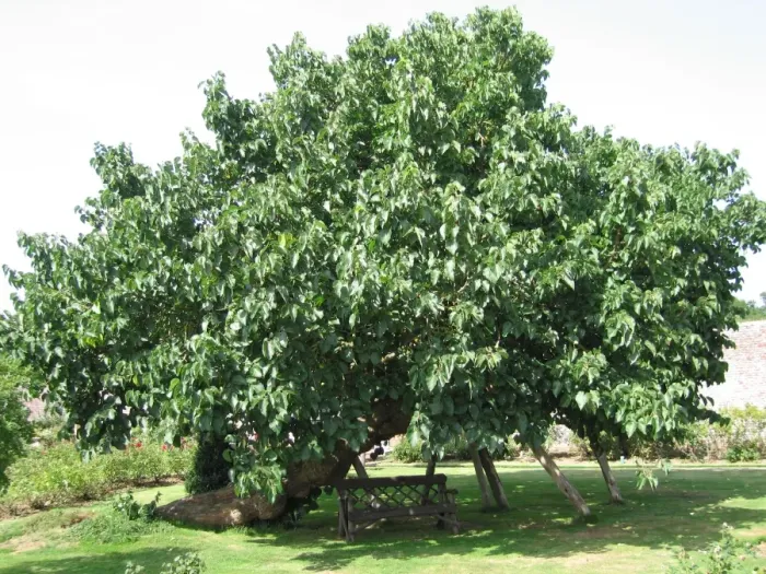 Framed Print : Black / Common Mulberry Tree. Herstmonceux Castle, UK Framed Print : Black / Common Mulberry Tree. Herstmonceux Castle, UK