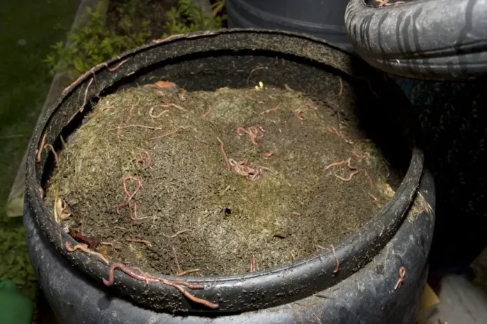 Framed Print : Black compost bin with active worm population Cotswolds UK