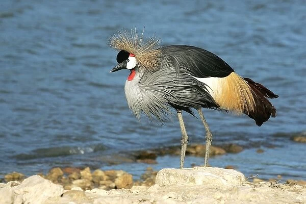 Black-crowned Crane. captive