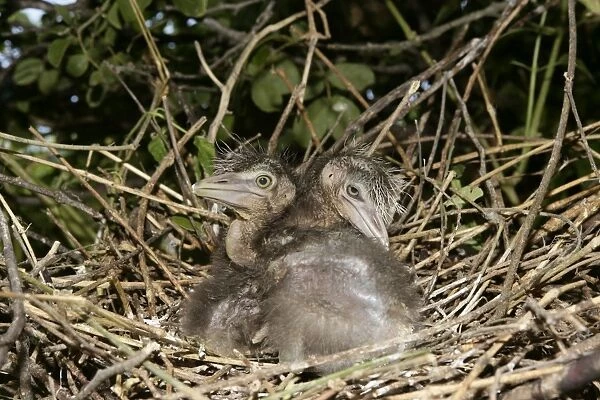 Black-crowned Night-Heron - two chicks at nest. Venezuela