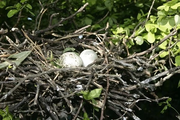 Black-crowned Night-Heron - eggs in nest. Venezuela