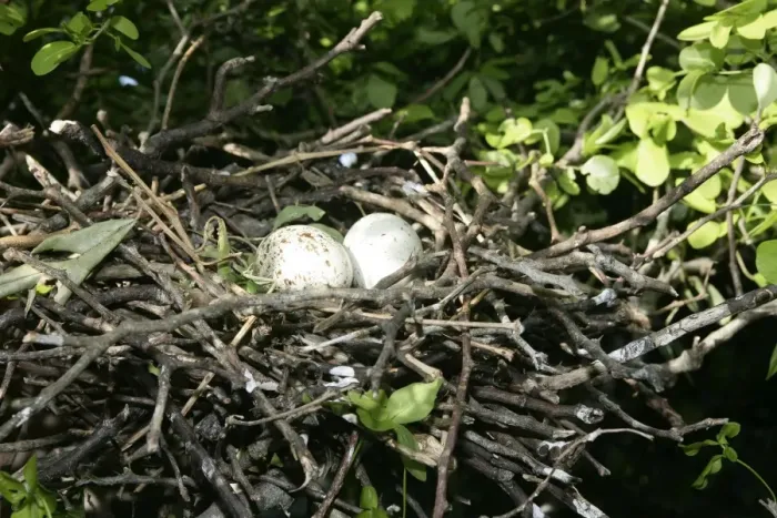 Framed Print : Black-crowned Night-Heron - eggs in nest. Venezuela Framed Print : Black-crowned Night-Heron - eggs in nest. Venezuela