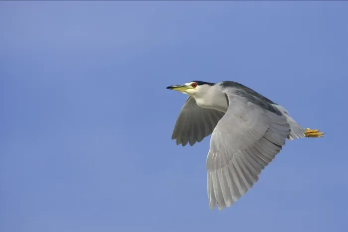Framed Print : Black-Crowned Night-Heron - in flight Lake Marian, florida, USA BI000839 Framed Print : Black-Crowned Night-Heron - in flight Lake Marian, florida, USA BI000839