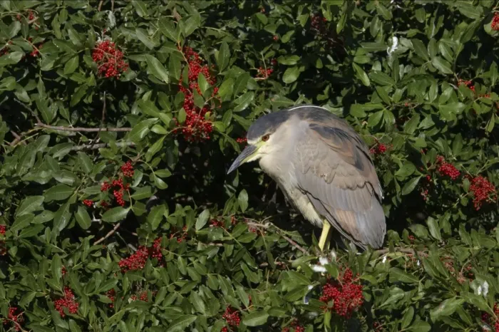 Framed Print : Black-Crowned Night-Heron - juvenile Venice Rookery, florida, USA BI000817 Framed Print : Black-Crowned Night-Heron - juvenile Venice Rookery, florida, USA BI000817