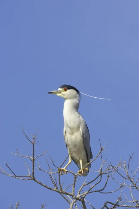 Framed Print : Black-Crowned Night-Heron Lake Marian, florida, USA BI000842 Framed Print : Black-Crowned Night-Heron Lake Marian, florida, USA BI000842