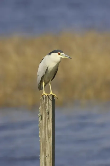 Framed Print : Black-Crowned Night-Heron Lake Marian, florida, USA BI000835 Framed Print : Black-Crowned Night-Heron Lake Marian, florida, USA BI000835