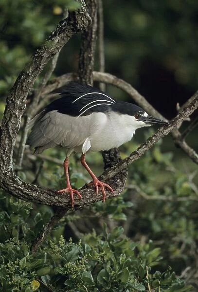 Black-crowned Night-Heron - Louisiana - Typically roosts in trees - Wading bird stalking food in shallow water - Nocturnal feeder - In flight legs barely extend beyond tail