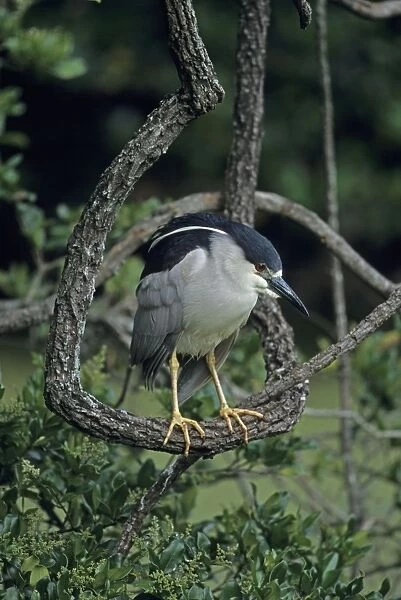 Black-crowned Night-Heron (Nycticorax nycticorax) - Louisiana - Typically roosts in trees - Wading bird stalking food in shallow water - Nocturnal feeder - In flight legs barely extend beyond tail