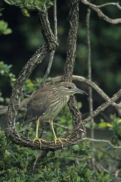 Black-crowned Night-Heron (Nycticorax nycticorax) - Louisiana - First spring plumage - Full adult plumage is not acquired until third year - Typically roosts in trees - Wading bird stalking food in shallow water - Nocturnal feeder - In flight legs