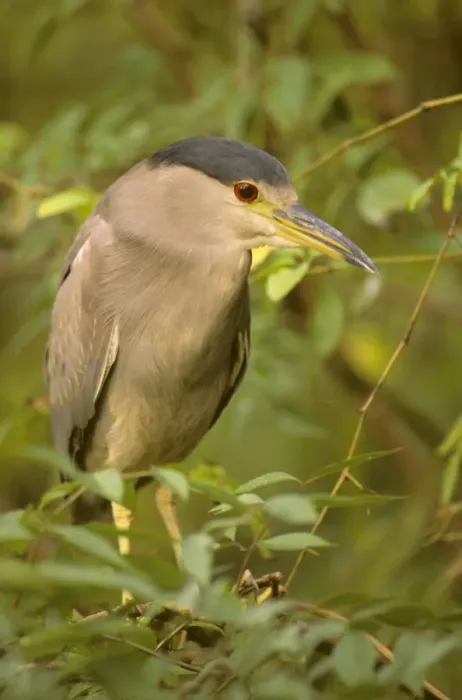 Framed Print : Black-crowned Night Heron - Second spring plumage, full adult plumage is not acquired until third year Framed Print : Black-crowned Night Heron - Second spring plumage, full adult plumage is not acquired until third year