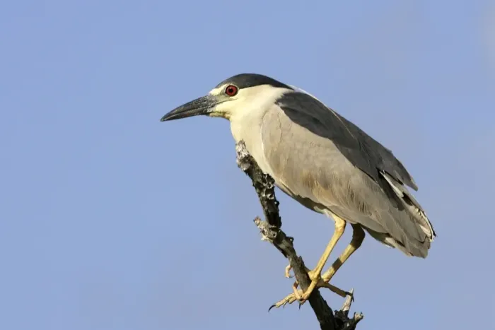 Framed Print : Black-crowned Night Heron. Venezuela Framed Print : Black-crowned Night Heron. Venezuela