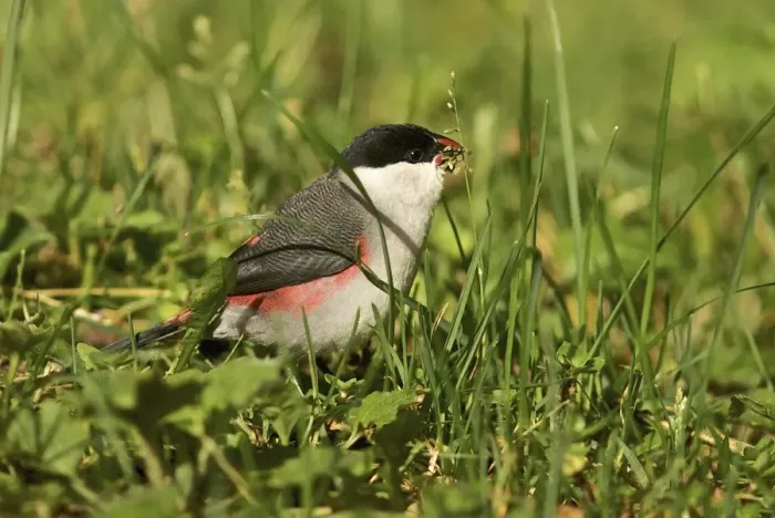 Framed Print : Black-crowned Waxbill - Nyungwe - Rwanda - Africa Framed Print : Black-crowned Waxbill - Nyungwe - Rwanda - Africa