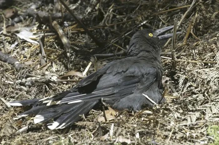 Framed Print : Black Currawong - sunbathing - endemic to Tasmania - Leven Canyon, Tasmania, Australia Framed Print : Black Currawong - sunbathing - endemic to Tasmania - Leven Canyon, Tasmania, Australia