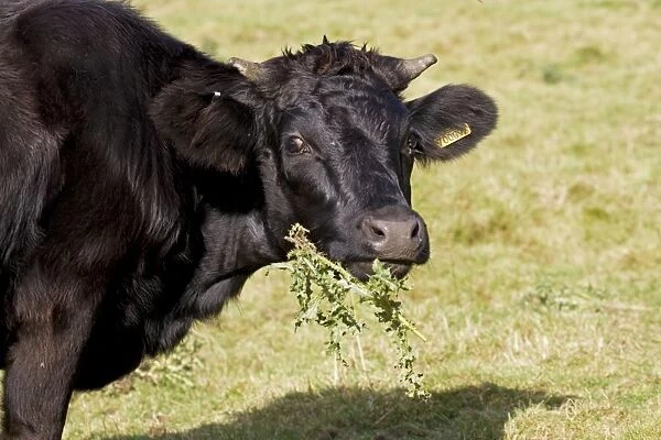 Black Dexter Cow eating thistles in field