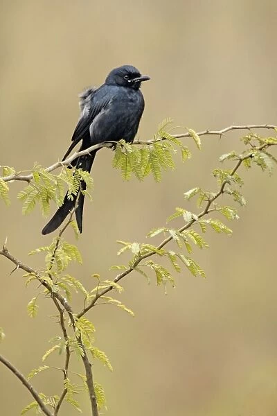 Black Drongo - Keoladeo Ghana National Park - Bharatpur - Rajasthan - India BI018160