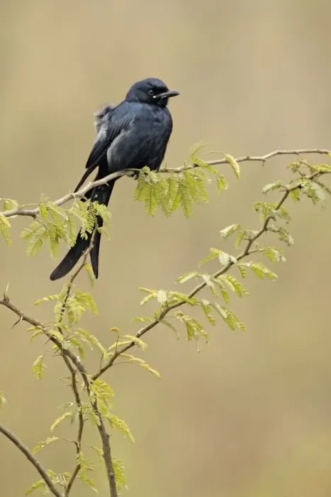 Framed Print : Black Drongo - Keoladeo Ghana National Park - Bharatpur - Rajasthan - India BI018160 Framed Print : Black Drongo - Keoladeo Ghana National Park - Bharatpur - Rajasthan - India BI018160