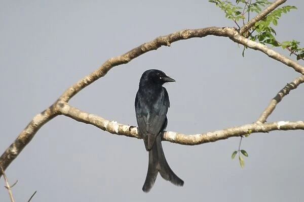Black Drongo - Perched on branch Frequents villages and cultivated areas. Photographed in Goa, India, Asia