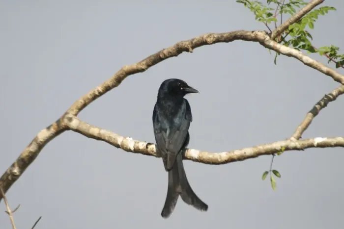 Framed Print : Black Drongo - Perched on branch Frequents villages and cultivated areas. Photographed in Goa, India, Asia Framed Print : Black Drongo - Perched on branch Frequents villages and cultivated areas. Photographed in Goa, India, Asia