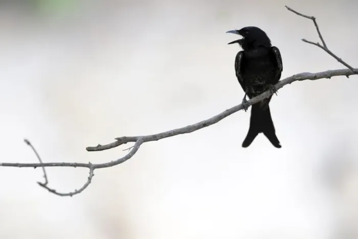 Framed Print : Black Drongo - Ranthambhore National Park, Rajasthan, India