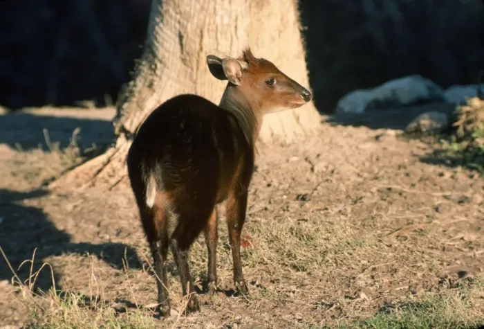 Framed Print : Black Duiker - male Framed Print : Black Duiker - male