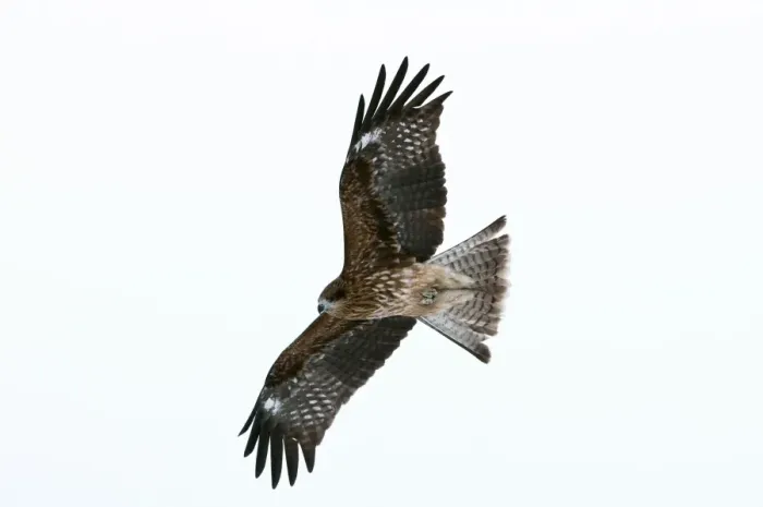 Framed Print : Black-eared Kite - in flight - Hokkaido Island - Japan Framed Print : Black-eared Kite - in flight - Hokkaido Island - Japan