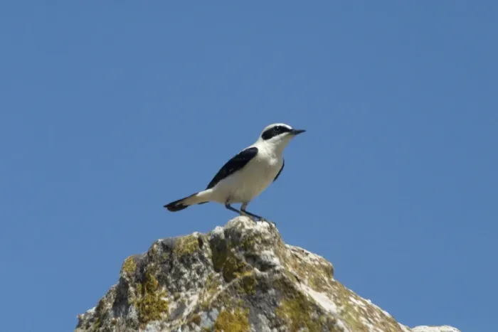 Framed Print : Black-eared Wheatear, perched - Male among the Roman ruins at Dougga, Tunisia, North Africa Framed Print : Black-eared Wheatear, perched - Male among the Roman ruins at Dougga, Tunisia, North Africa