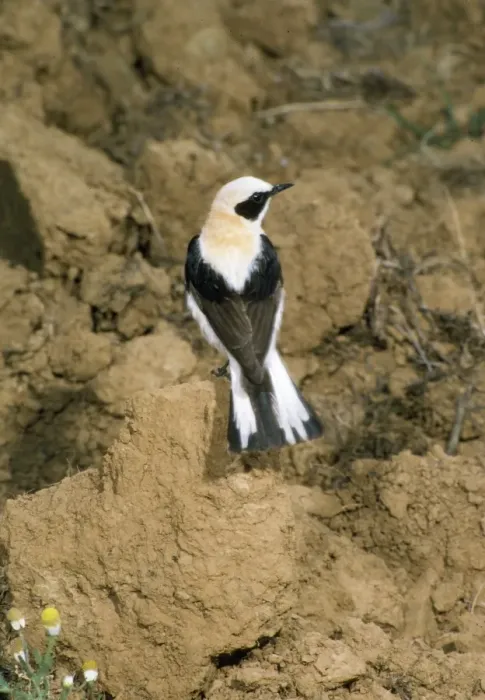 Framed Print : Black-eared Wheatear - rear view of male Framed Print : Black-eared Wheatear - rear view of male