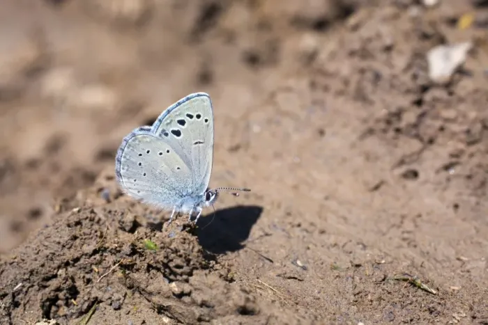 Framed Print : Black Eyed Blue Butterfly - summer - Spain Framed Print : Black Eyed Blue Butterfly - summer - Spain