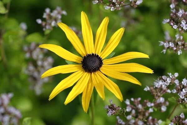 Black-eyed Susan - flower in garden, Lower Saxony, Germany