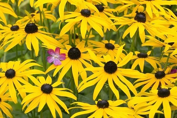 Black - eyed Susan - flowers in garden - Lower Saxony - Germany