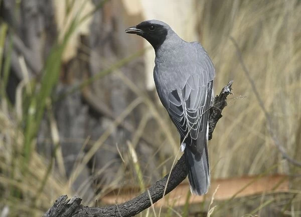 Black-faced Cuckoo-shrike - Endemic Tasmanian subspecies - Near Swansea, eastern Tasmania, Australia