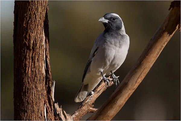 Black-faced Cuckooshrike - Perched on a twig - Papunya