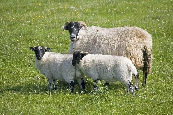 Black faced ewe sheep and lambs Port Charlotte Isle of Islay Scotland UK