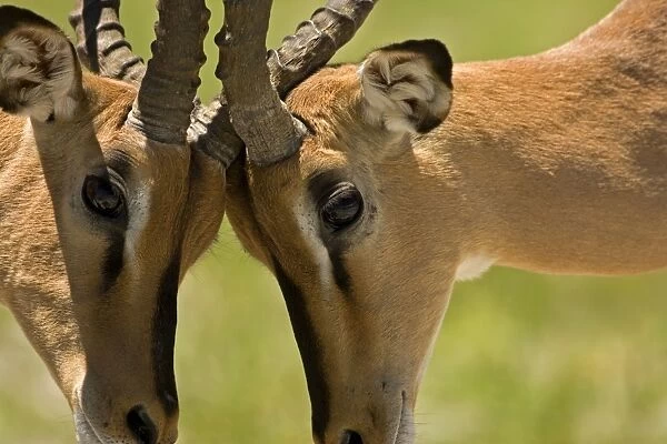 Black Faced Impala-Males locking horns-close up Etosha National Park-Northern Namibia-Africa