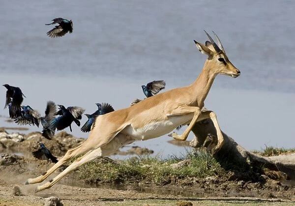 Black Faced Impala-Young male taking flight with starlings in the background Etosha National Park-Northern Namibia-Africa