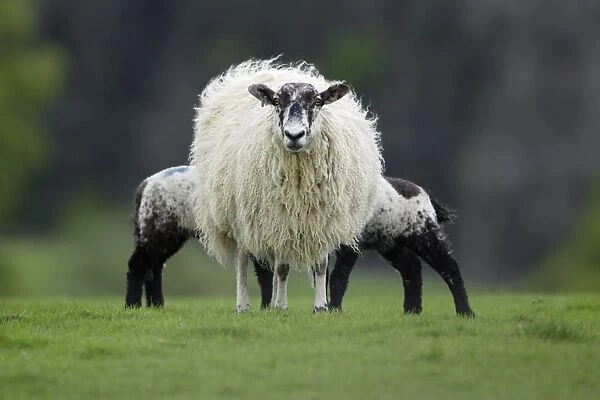 Black-faced Sheep - Ewe suckling two lambs on meadow, Northumberland UK