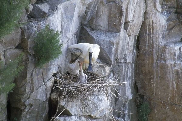 Black-faced Spoonbill - adult at nest with young