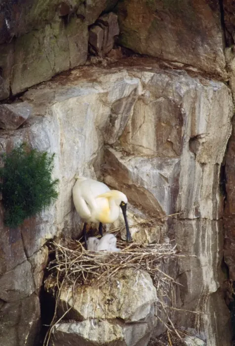 Framed Print : Black-faced Spoonbill - adults with young Framed Print : Black-faced Spoonbill - adults with young