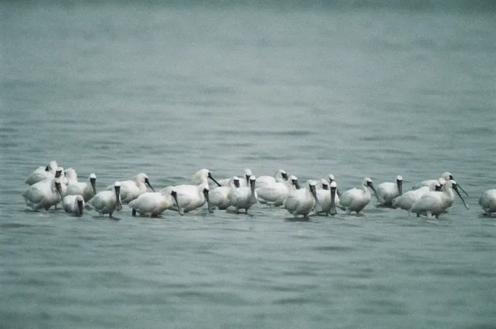 Framed Print : Black-faced Spoonbills - small flock wading, some showing breeding plumage Framed Print : Black-faced Spoonbills - small flock wading, some showing breeding plumage