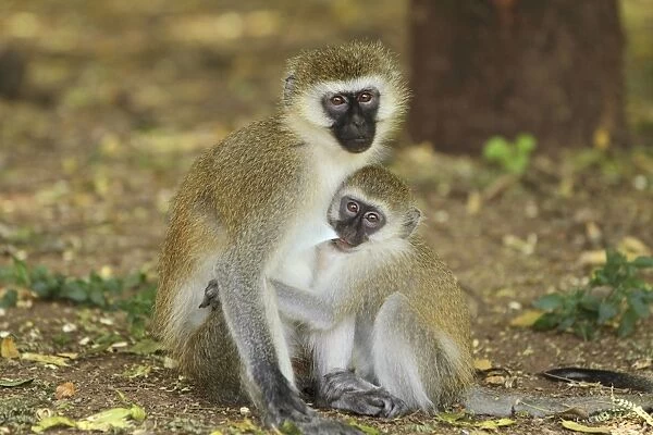 Black-faced Vervet Monkey - mother and young - Kenya