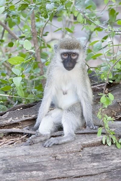 Black-faced Vervet Monkey - Mzima Springs Tsavo East National Park Kenya