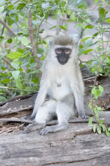 Framed Print : Black-faced Vervet Monkey - Mzima Springs Tsavo East National Park Kenya
