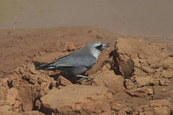Black-faced Woodswallow - drinking at drying pool At Lajamanu, an aboriginal settlement on the northern edge of the Tanami Desert, Northern Territory, Australia. Found in open forests, plains and farmland in drier country